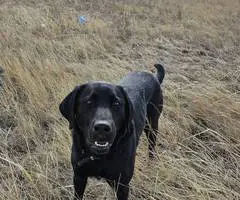 All black Labrador retriever puppies - 3