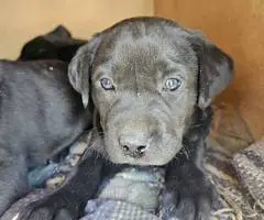 All black Labrador retriever puppies - 4