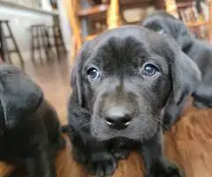 All black Labrador retriever puppies - 5