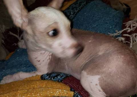 Playful Crested pup