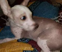 Playful Crested pup - 1