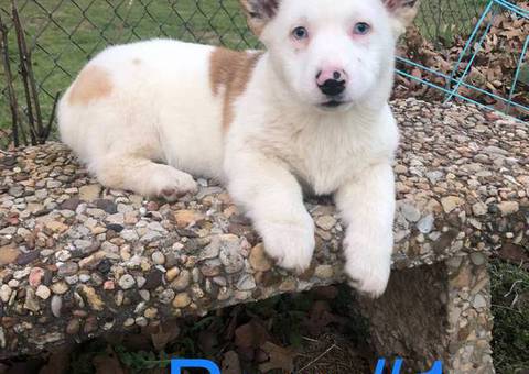 2 young Corgi puppies