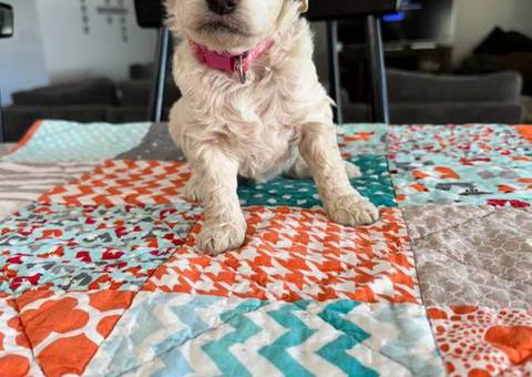 Mini size Goldendoodles