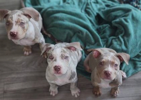 ABKC XL Bullies