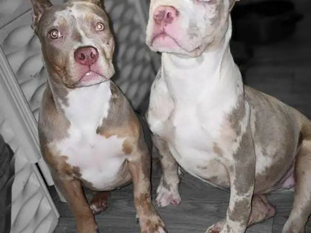 Abkc Xl Bully Puppies For Sale