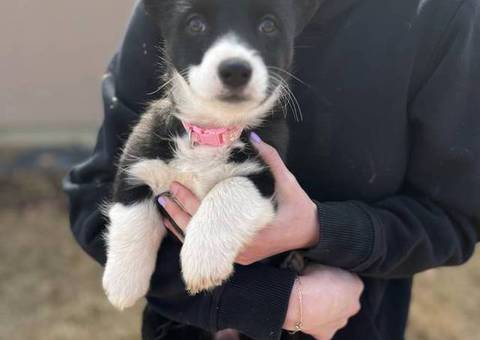 3 Borgi puppies for adoption