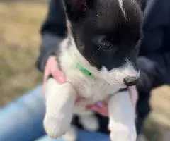 3 Borgi puppies for adoption - 2