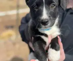 3 Borgi puppies for adoption - 3