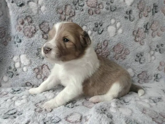 Sable and merle Sheltie puppies in - Puppies for Sale Near Me