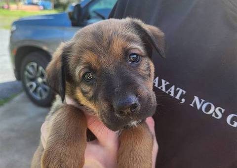 9 Shepweiler puppies