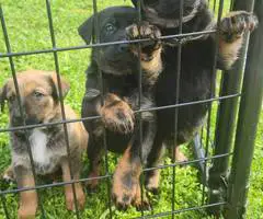 9 Shepweiler puppies - 11
