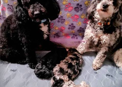 3 AKC Toy Poodle puppies for sale