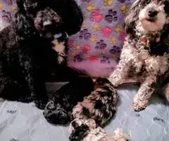 3 AKC Toy Poodle puppies for sale