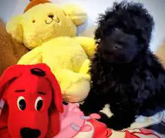3 AKC Toy Poodle puppies for sale - 2