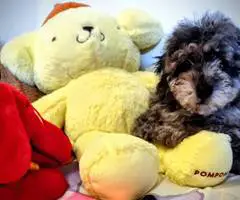 3 AKC Toy Poodle puppies for sale - 3