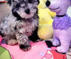 3 AKC Toy Poodle puppies for sale - 4