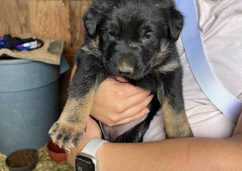 New litter German Shepherd puppies