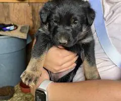 New litter German Shepherd puppies - 1