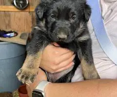 New litter German Shepherd puppies - 2