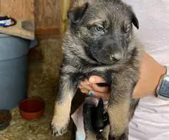 New litter German Shepherd puppies - 3