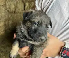 New litter German Shepherd puppies - 4