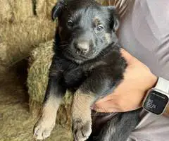 New litter German Shepherd puppies - 5