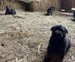 New litter German Shepherd puppies - 6