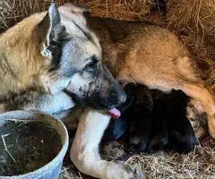 New litter German Shepherd puppies - 11