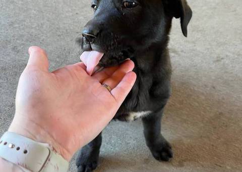 Beautiful Mastador puppies