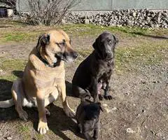 Beautiful Mastador puppies - 4