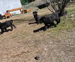 Beautiful Mastador puppies - 6
