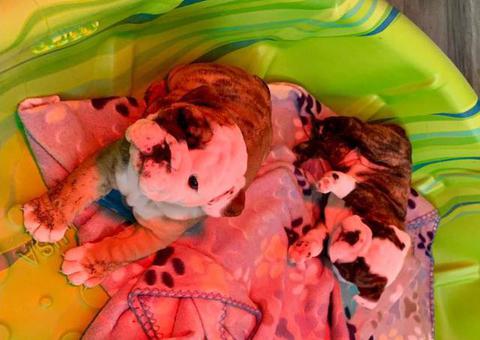 AKC Brindle English Bulldogs