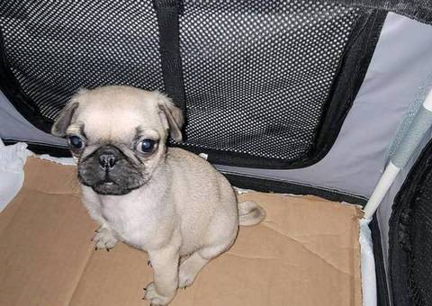 Cute female baby pug