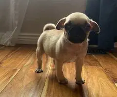 Cute female baby pug