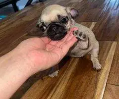 Cute female baby pug