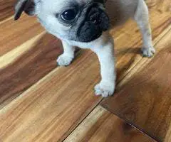 Cute female baby pug