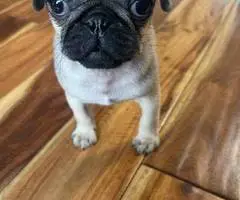 Cute female baby pug