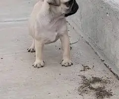 Cute female baby pug