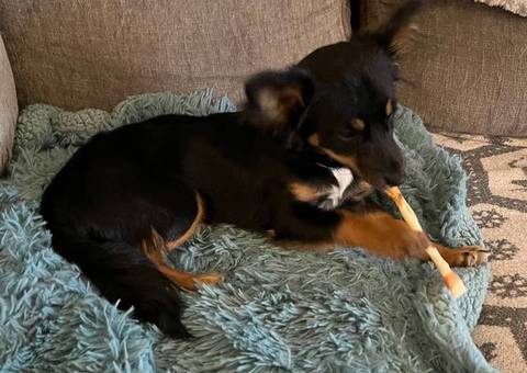 Jack Russell Chi Puppy