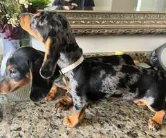 Dapple dachshund puppies