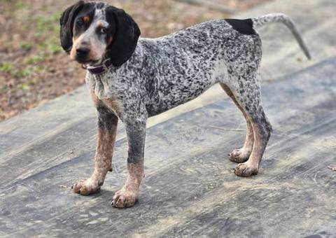Bluetick coonhound puppy