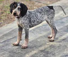 Bluetick coonhound puppy - 1