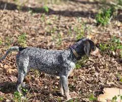 Bluetick coonhound puppy - 2