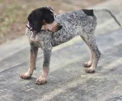 Bluetick coonhound puppy - 4
