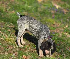 Bluetick coonhound puppy - 7