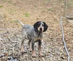 Bluetick coonhound puppy - 9