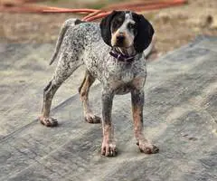 Bluetick coonhound puppy - 10