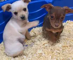 Chihuahua Min pin puppies - 1