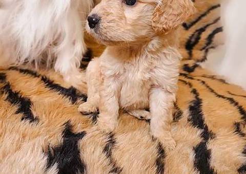 Teacup Maltipoo puppies for sale