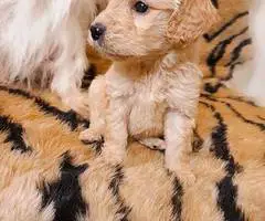 Teacup Maltipoo puppies for sale - 1